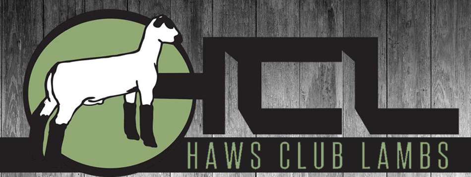 Haws Club Lambs